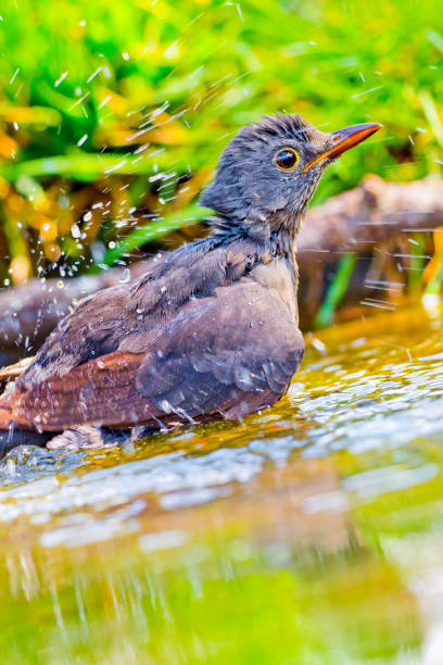 istock Blackbird, Forest Pond, Mediterranean Forest, Spain 1255891552
