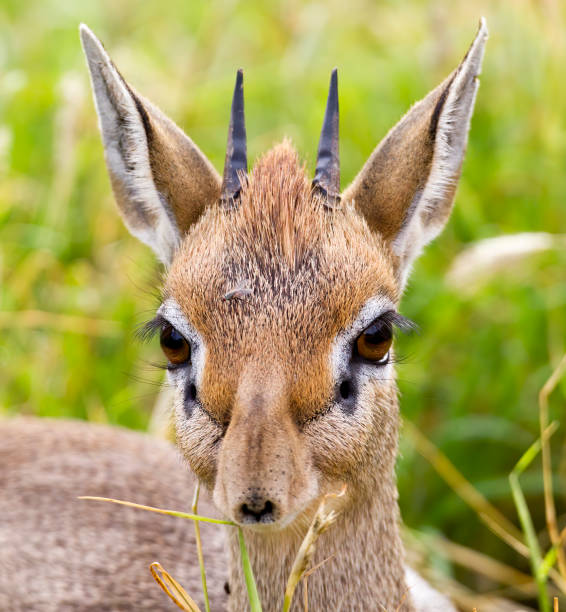A close-up of a dik dik, Taken in Kenya