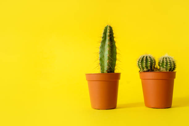 istock Cacti with sharp long spikes and thorns in a terracotta pot on a yellow background. The concept of minimalism and plant care. Home garden, home plants. 1255892827