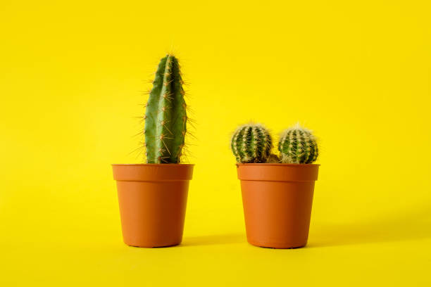 istock Cacti with sharp long spikes and thorns in a terracotta pot on a yellow background. The concept of minimalism and plant care. Home garden, home plants. 1255892831