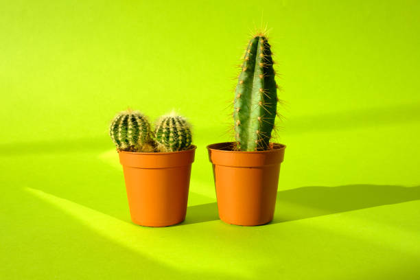 istock Cacti with sharp long spikes and thorns in a terracotta pot on a bright green background. The concept of minimalism and plant care. Home garden, home plants. 1255892841