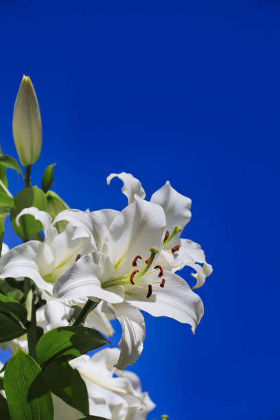 istock Fragrant lilies against the blue sky 1255892857