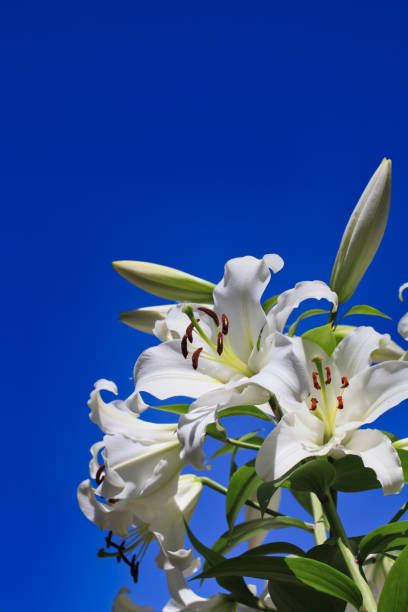 istock Fragrant lilies against the blue sky 1255892885
