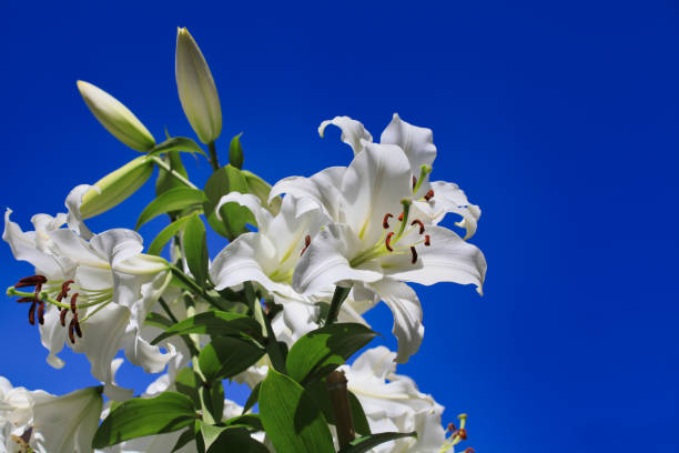 istock Fragrant lilies against the blue sky 1255893084