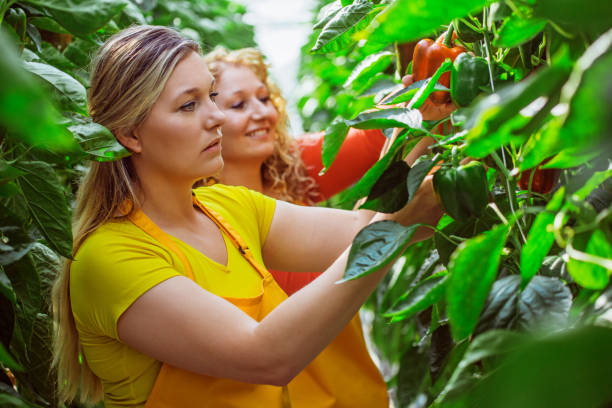 istock Two female workers in a Paprika Greenhouse in Holland 1255893157