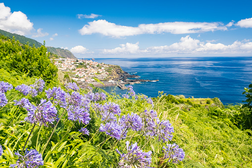 Lily of the Nile flowers in front of a view over Seixal coastal village on Madeira island during a beautiful summer day.