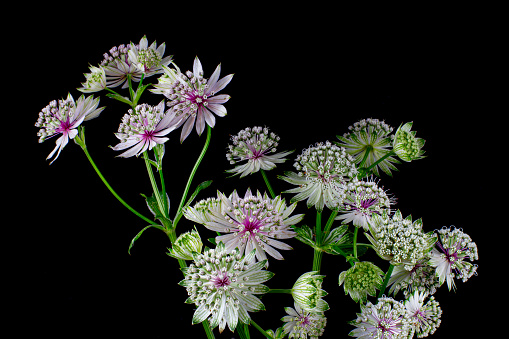 Flowers of a great masterwort isolated on black background, Astrantia major or Grosse Sterndolde