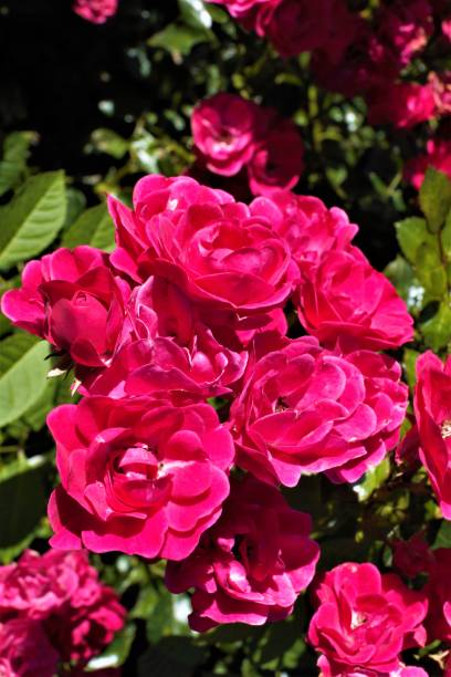 istock flowers on the ground 1255895595
