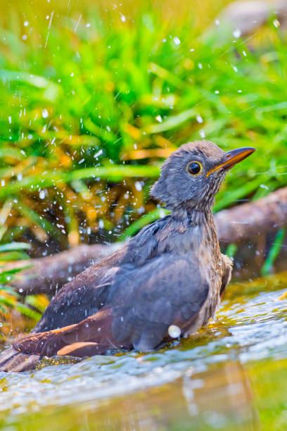 istock Blackbird, Forest Pond, Mediterranean Forest, Spain 1255895738