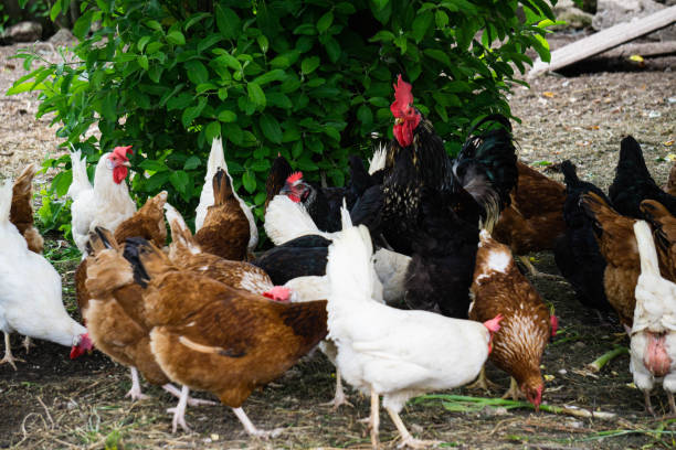 istock Multi-colored motley chickens are looking for food in a rural yard. 1255896009