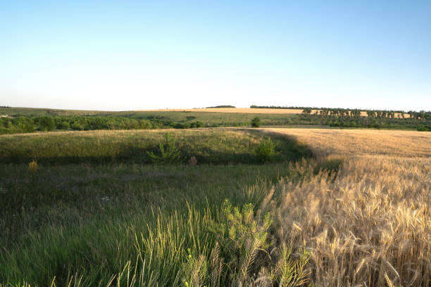 istock Landscape of a wheat field against a blue sky 1255896158