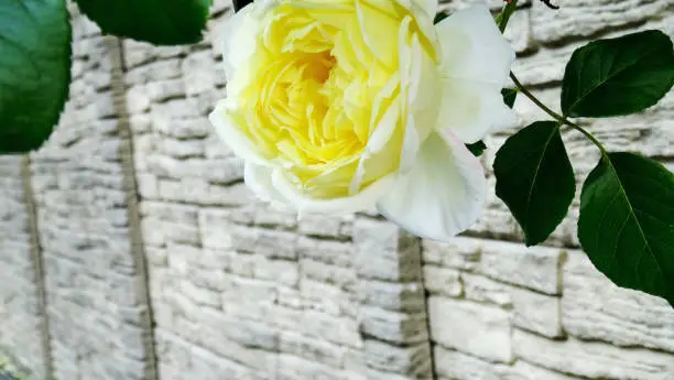 One flower and different yellow shades of petals close up with green leaves against a beige brick wall. Shooted with angle view sélective focus