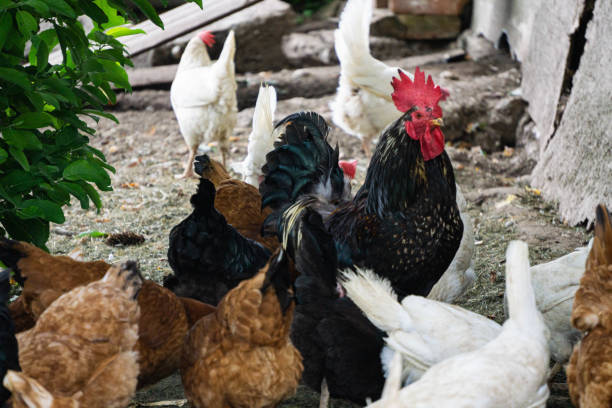 istock Multi-colored motley chickens are looking for food in a rural yard. 1255896180