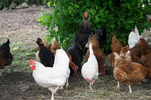 istock Multi-colored motley chickens are looking for food in a rural yard. 1255896236
