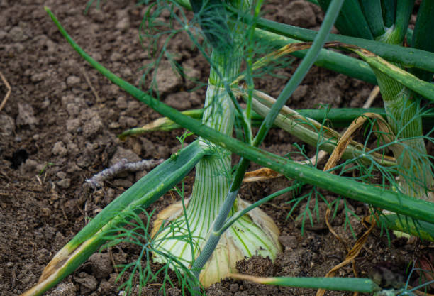 istock Onion on a bed with green feathers of leaves. 1255896850
