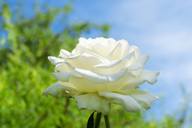 White rose blooming against the blue sky in the garden