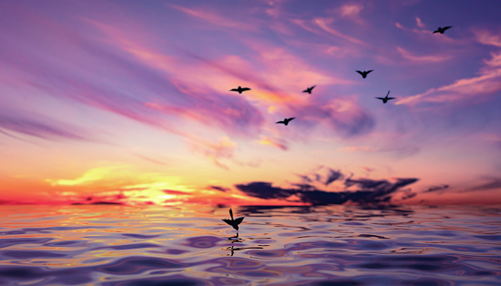 pink sunset, sea, birds - \n graphic art