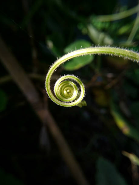 istock A tendril of a Cucurbit plant 1255897439