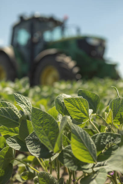 Soybean field close up photo stock photo