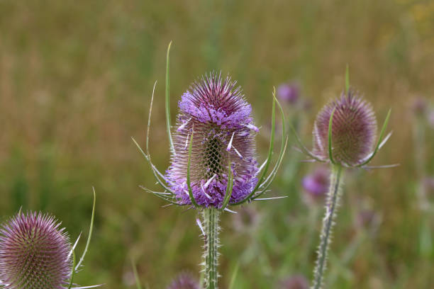 istock Dipsacus fullonum. Green wild Teasel or thistle, spiky plant with thorn on a meadow. 1255898442