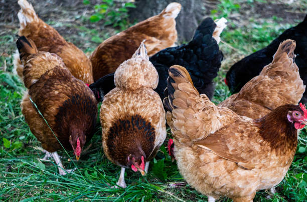 istock Multi-colored motley chickens are looking for food in a rural yard. 1255898871