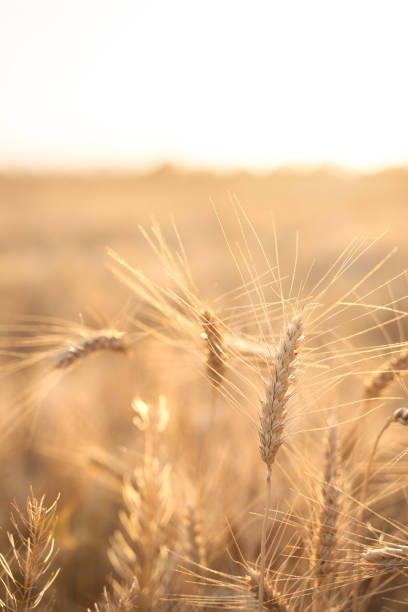 istock Spikelets of wheat in the rays of the setting sun 1255899097