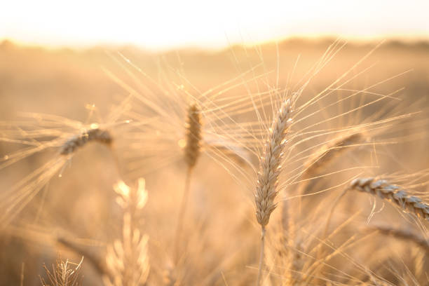 istock Spikelets of wheat in the rays of the setting sun 1255899098