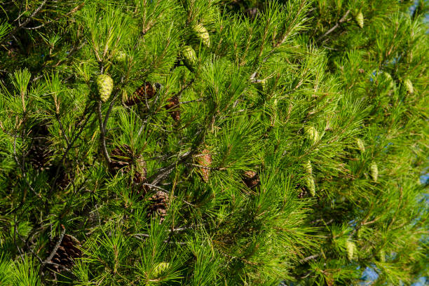 istock Close up view of a green pine tree branch 1255900251