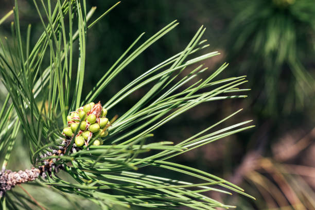 beautiful green pine tree branch with buds among green needles on a sunny day. macro of a coniferous evergreen tree. blurred background. selective focus. closeup view - growth new evergreen tree pine tree imagens e fotografias de stock