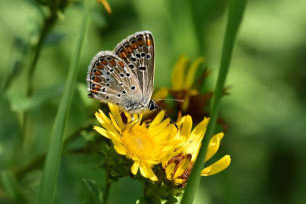 istock Lycaenidae family 1255902936