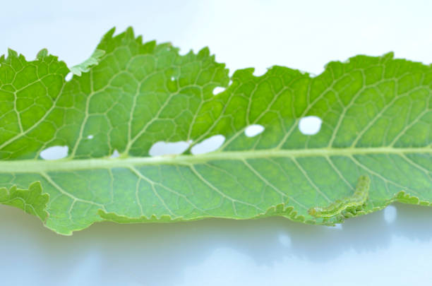 pest at its horseradish leaf dinner.