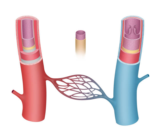 動脈と静脈 - capillary点のイラスト素材／クリップアート素材／マンガ素材／アイコン素材