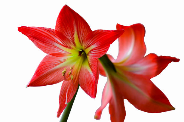 istock bright red hippeastrum isolated on white background 1255905082