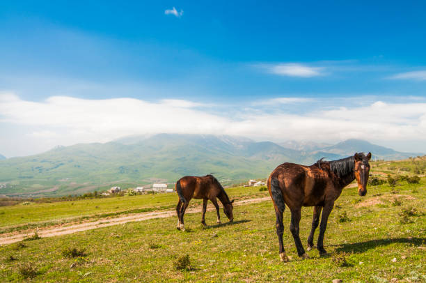 istock Two horses graze on lawn among the mountains 1255905102