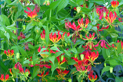 Gloriosa, genus of tuberous-rooted plants of the family Cholchicaceae, is native to Africa and Asia. The plant, also known as flame lily, fire lily, climbing lily, glory lily and creeping lily, is grown in greenhouses or outdoors in summer. It has slender vine-like stems and narrow, lance-shaped leaves with mostly red, yellow or orange flowers.