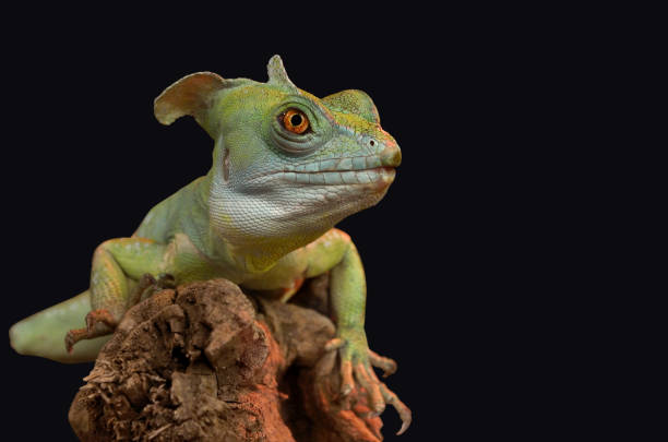 iguana sitting on a tree branch isolated on black background