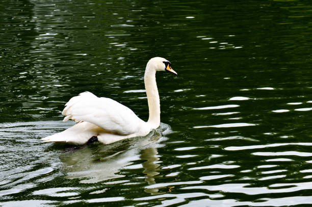 belay swan swimming in the morning river