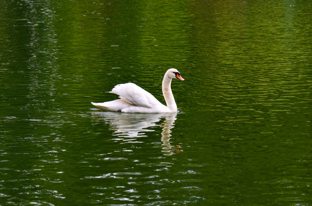 belay swan swimming in the morning river