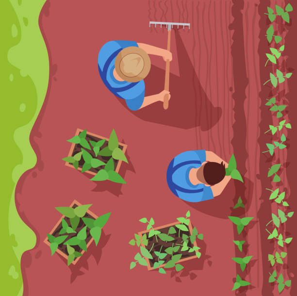 Agriculture semi flat vector illustration top view Agriculture semi flat vector illustration top view. Worker on filed with rake. Man harvesting plants. Cultivation of organic and eco crop. Farmers 2D cartoon characters for commercial use potted plant from above stock illustrations