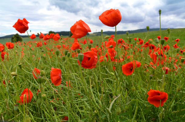 rapeseed field with poppies in the rhön - efflorescent imagens e fotografias de stock