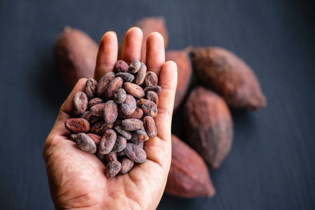 istock Cocoa beans and dried cocoa  In hand 1255906881