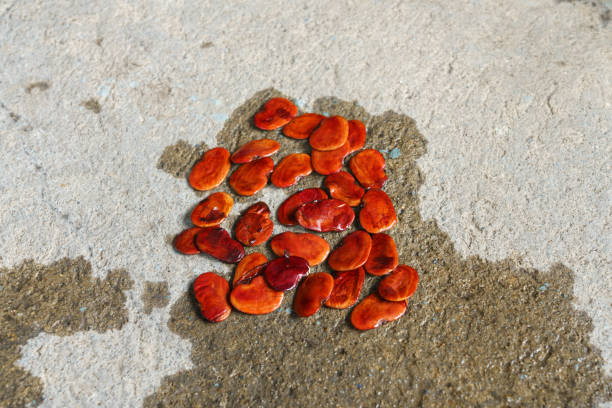 Flame-of-the-forest seeds after soaking on the cement floor
