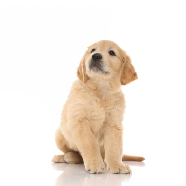 istock golden retriever dog sitting and looking up at something 1255907682