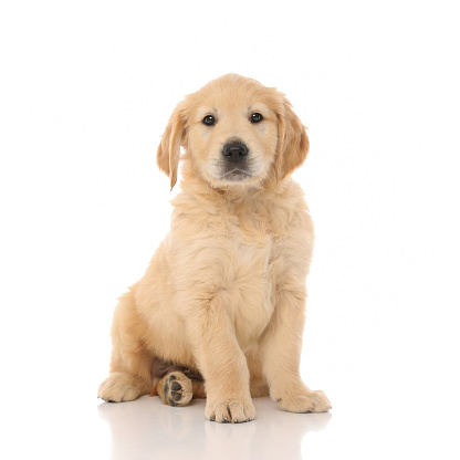 cute little golden retriever dog sitting and looking at the camera with little shiny eyes on white studio background