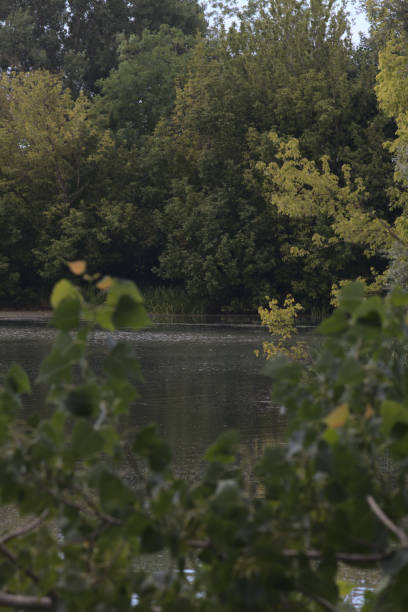 istock Shore of an inlet with trees and reeds 1255908284