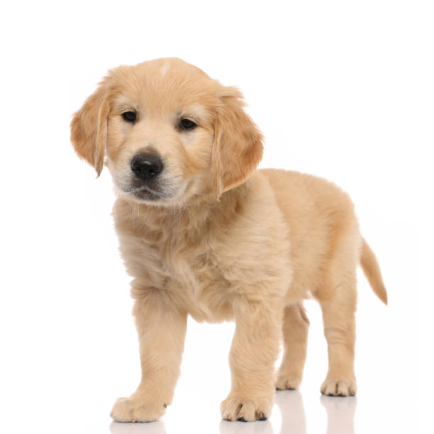 istock little golden retriever dog standing on white background 1255908404