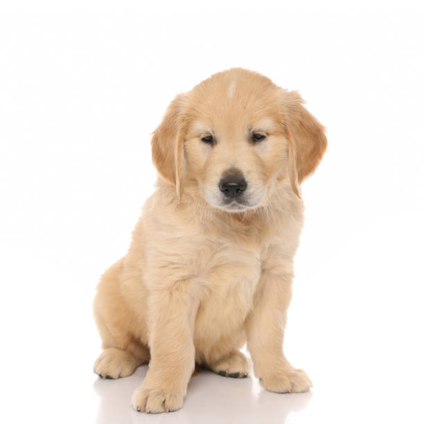 istock seated golden retriever dog looking away, almost falling asleep 1255908461