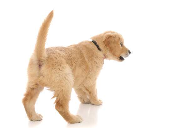 ゴールデンレトリバー犬は何かを見つけてそれに吠える - 尾 ストックフォトと画像