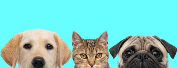 istock 3 animals standing, looking at camera and hiding their face 1255908921