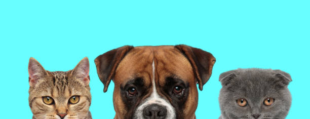 istock couple of animals standing side by side, looking at camera 1255908960